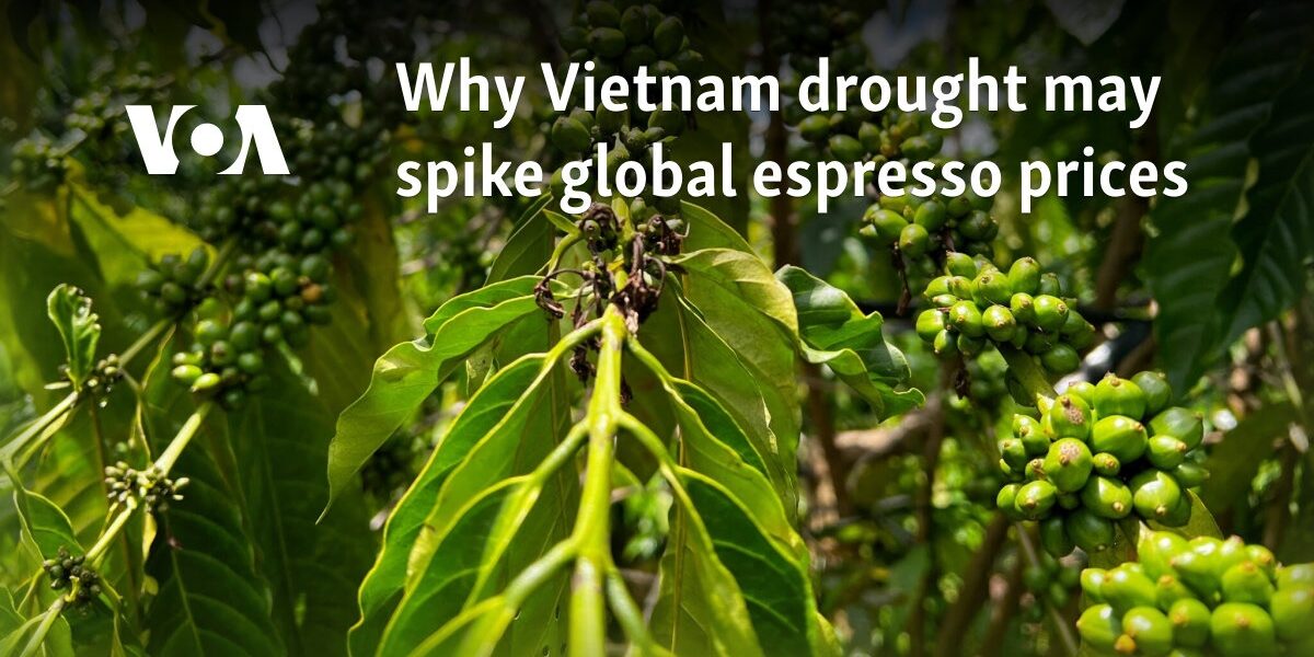 Why Vietnam drought may spike global espresso prices