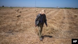 Climate change imperils drought-stricken Morocco's cereal farmers, food supply