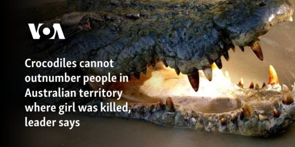 Crocodiles cannot outnumber people in Australian territory where girl was killed, leader says