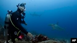 Galapagos Islands, many unique creatures at risk from warming waters