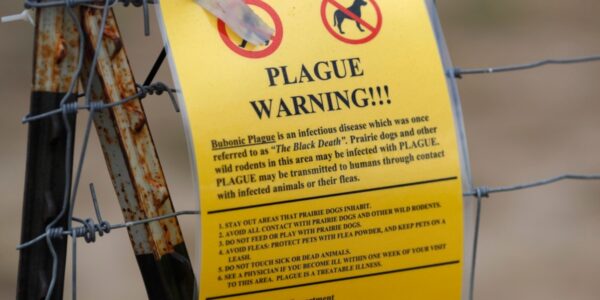 In US, plague is rare but not eliminated