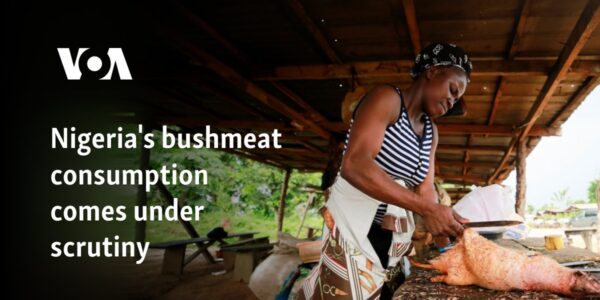 Nigeria's bushmeat consumption comes under scrutiny