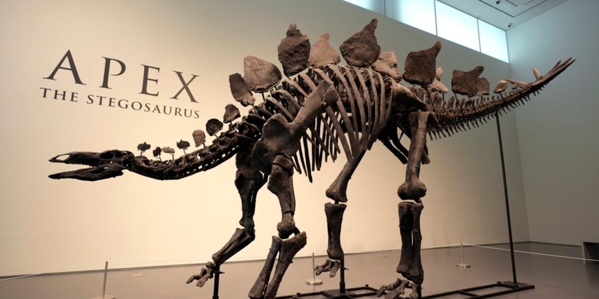 Stegosaurus nicknamed Apex will be auctioned in New York