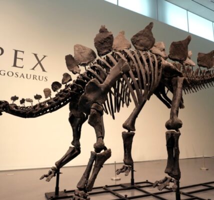 Stegosaurus nicknamed Apex will be auctioned in New York