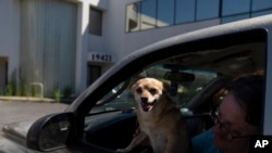 Sherri Thompson and her Chihuahua wait in her car for a cooling center to open in Gresham, Oregon, during a heat wave on July 5, 2024. Thompson lives in her car; its air conditioning works for only about 20 minutes before the car's engine overheats.