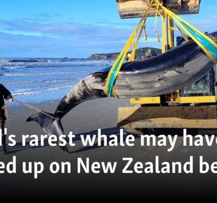 World's rarest whale may have washed up on New Zealand beach