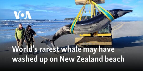 World's rarest whale may have washed up on New Zealand beach