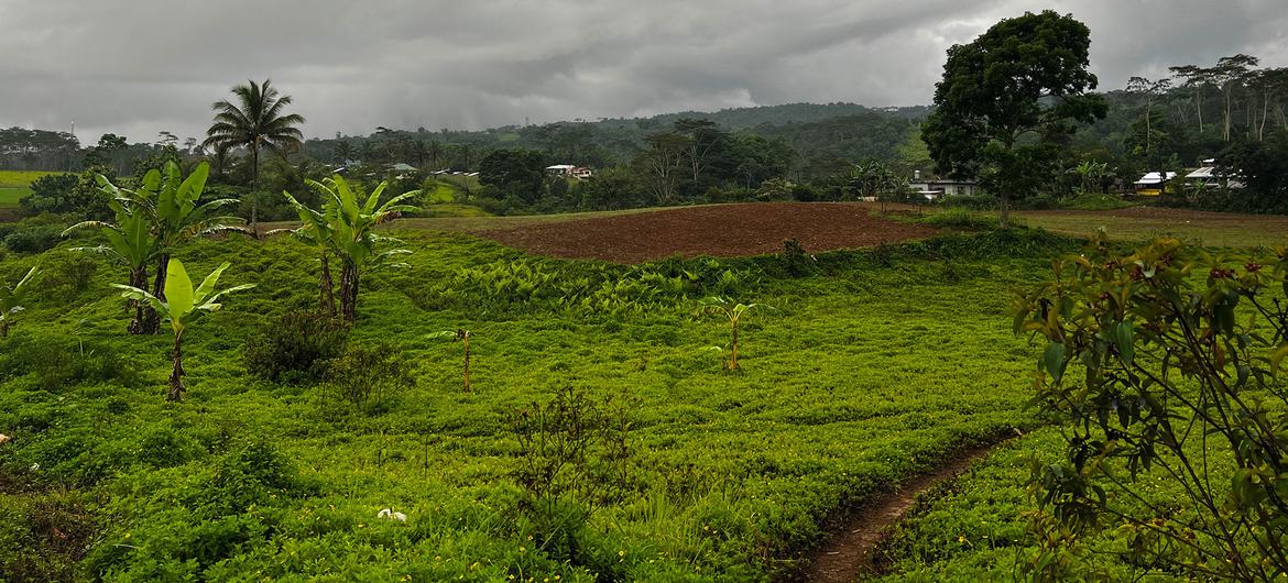 Farming remains the main economic activity in the village of Piagapo.