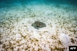 Great Barrier Reef waters spike to hottest in 400 years, study finds