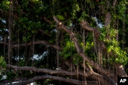 New growth is seen on the historic banyan tree on July 6, 2024, in Lahaina, Hawaii.