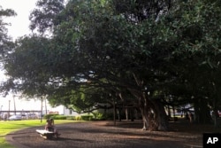 How Maui’s 151-year-old banyan tree is coming back to life after fire