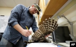 FILE - Wildlife technician Jordan Hazan records data in a lab from a male barred owl he shot earlier in the night, Oct. 24, 2018, in Corvallis, Ore.