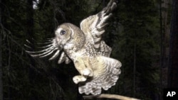 Killings of invasive owls to ramp up on US West Coast in bid to save native birds