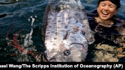 Rare deep-sea oarfish found in California, scientists want to know why