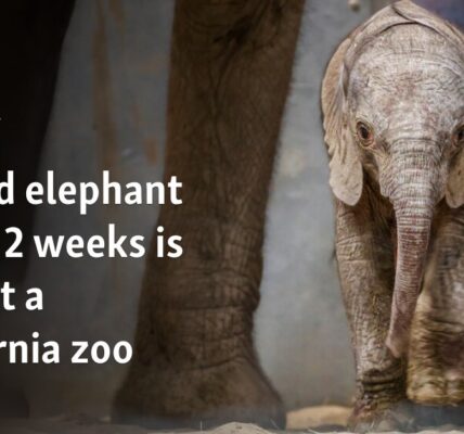 Second elephant calf in 2 weeks is born at California zoo