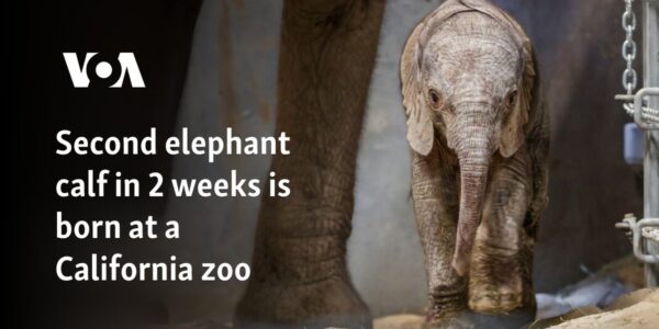 Second elephant calf in 2 weeks is born at California zoo