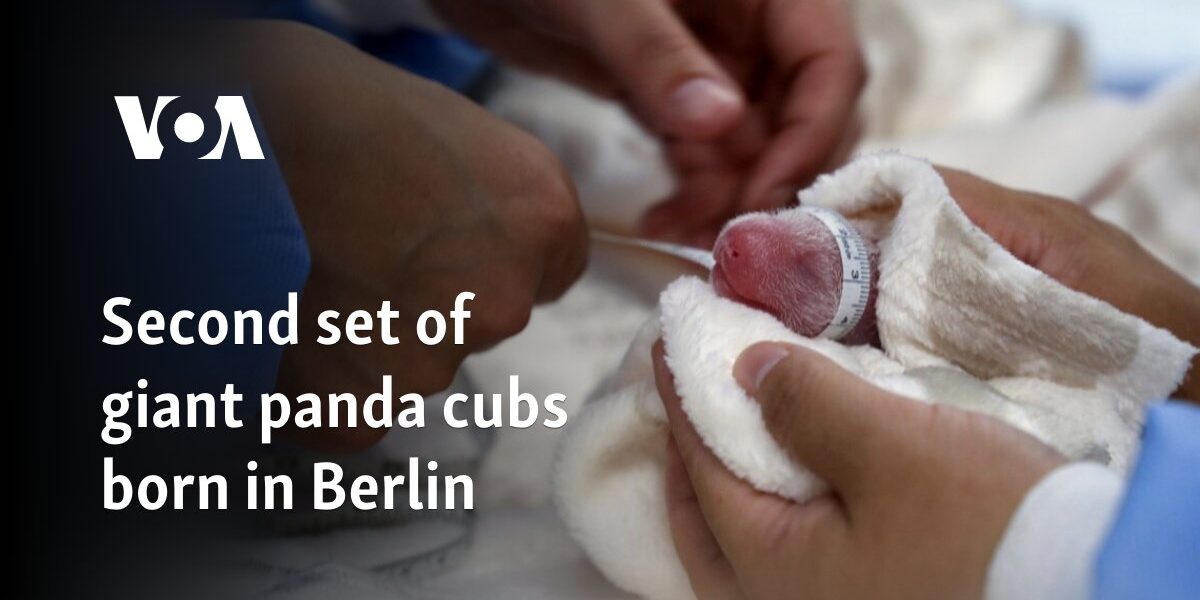 Second set of giant panda cubs born in Berlin