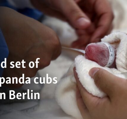 Second set of giant panda cubs born in Berlin