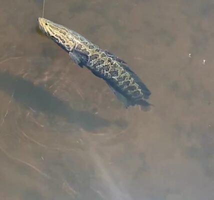 Snakehead fish: The invasive species disaster that wasn’t