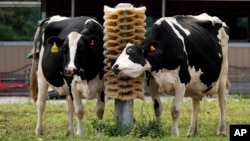 FILE - Dairy cows stand in a field outside of a milking barn at the US Department of Agriculture's National Animal Disease Center research facility in Ames, Iowa, Aug. 6, 2024.