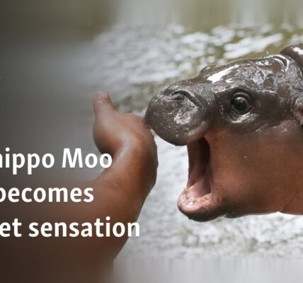 Baby hippo Moo Deng becomes internet sensation