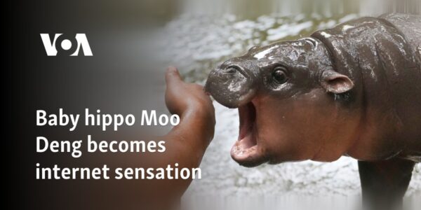 Baby hippo Moo Deng becomes internet sensation