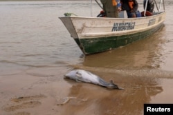 Dolphins dying in Amazon lake made shallow by drought