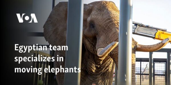 Egyptian team specializes in moving elephants