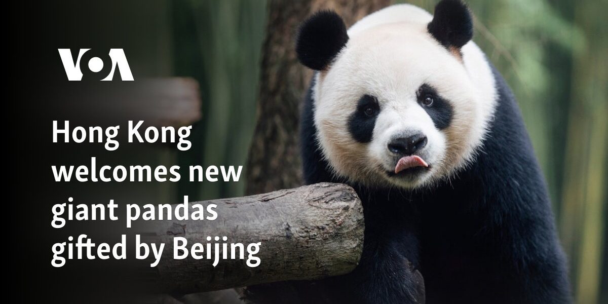 Hong Kong welcomes new giant pandas gifted by Beijing