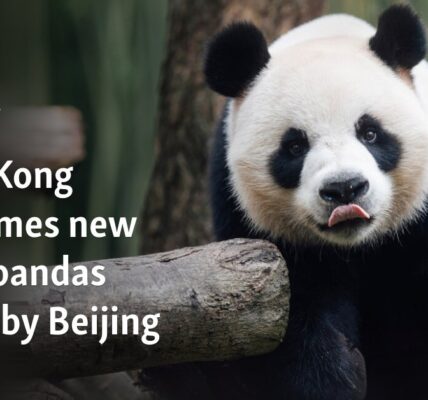 Hong Kong welcomes new giant pandas gifted by Beijing