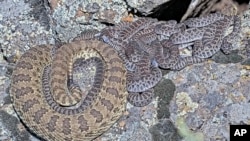 Newborn rattlesnakes at Colorado 'mega den' make their live debut