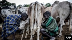 Portable pasteurizer keeps milk disease-free for Kenyan, Rwandan dairy farmers