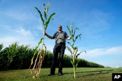 'Short corn' could replace the towering cornfields steamrolled by a changing climate