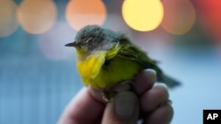 Animal lovers try to counter the deadly risk of Chicago high-rises for migrating birds