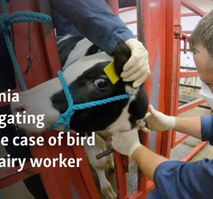 California investigating possible case of bird flu in dairy worker