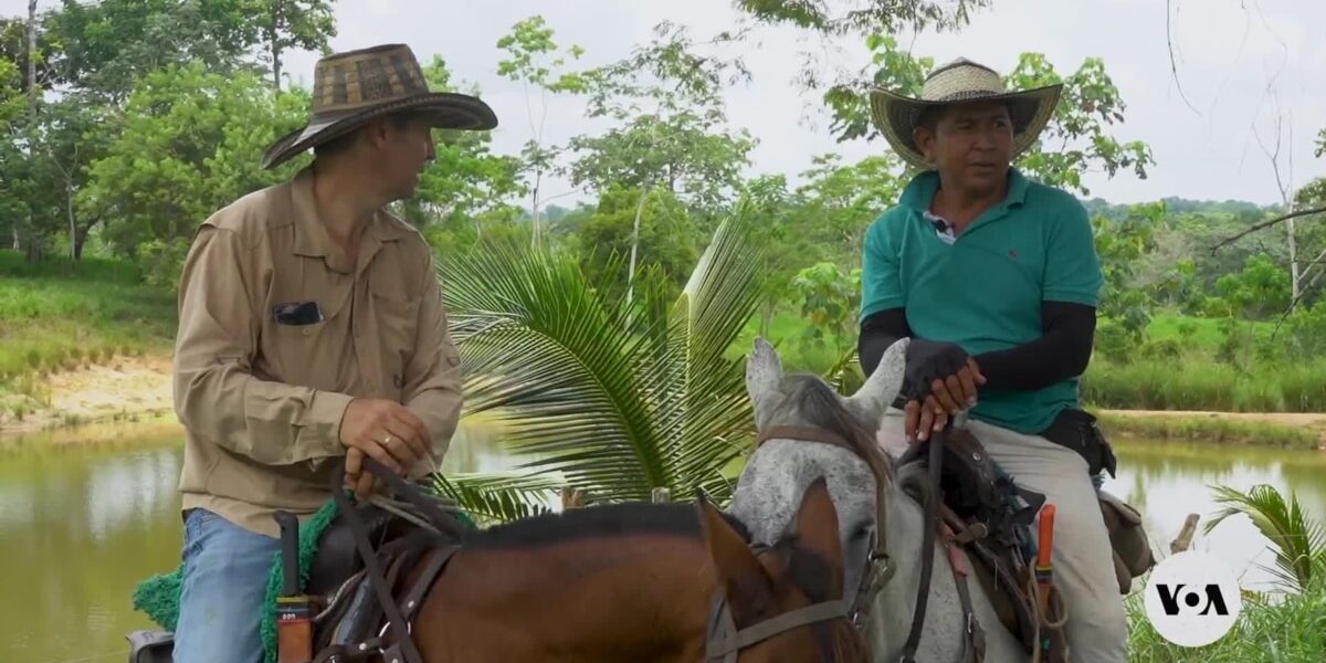 Colombian ranchers aim to prove beef production can be good for planet