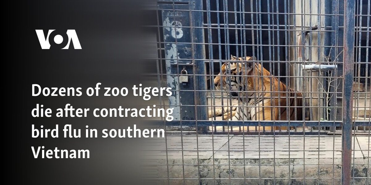 Dozens of zoo tigers die after contracting bird flu in southern Vietnam