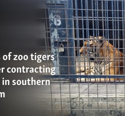 Dozens of zoo tigers die after contracting bird flu in southern Vietnam