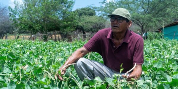 Drought or flooding? No match for this climate-friendly bean