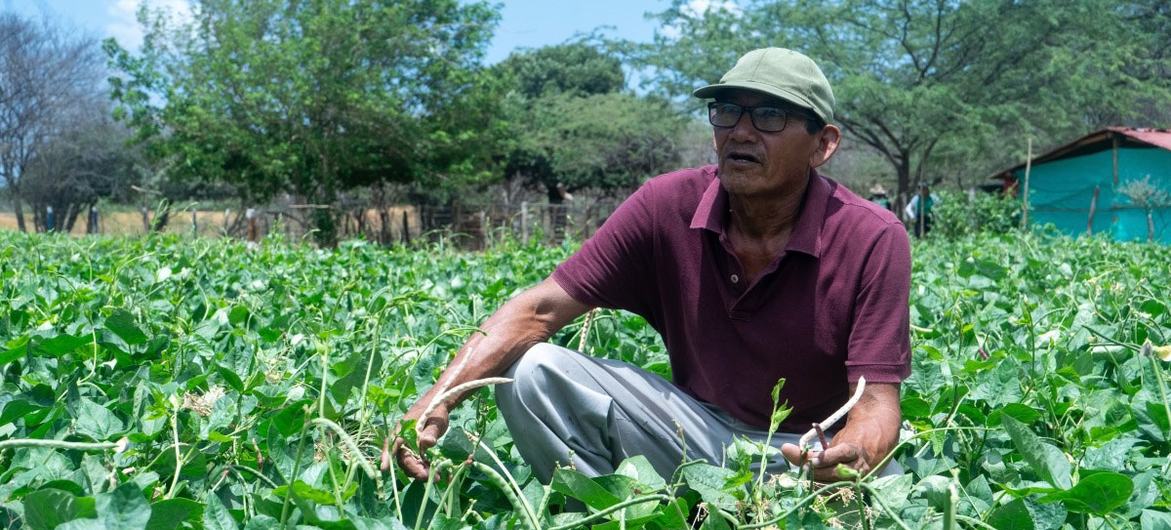 Drought or flooding? No match for this climate-friendly bean