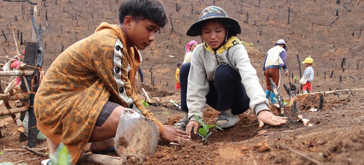 Planting coffee can support the reforestation process.