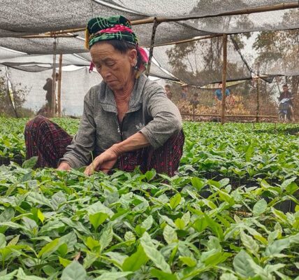 Farmers cultivate an opium-free future for Lao PDR