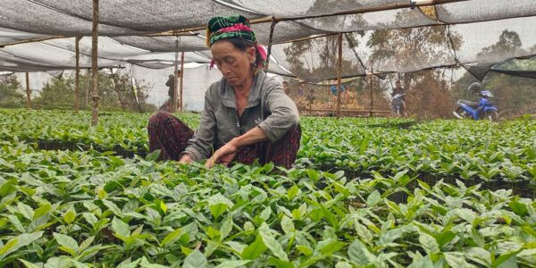 Farmers cultivate an opium-free future for Lao PDR