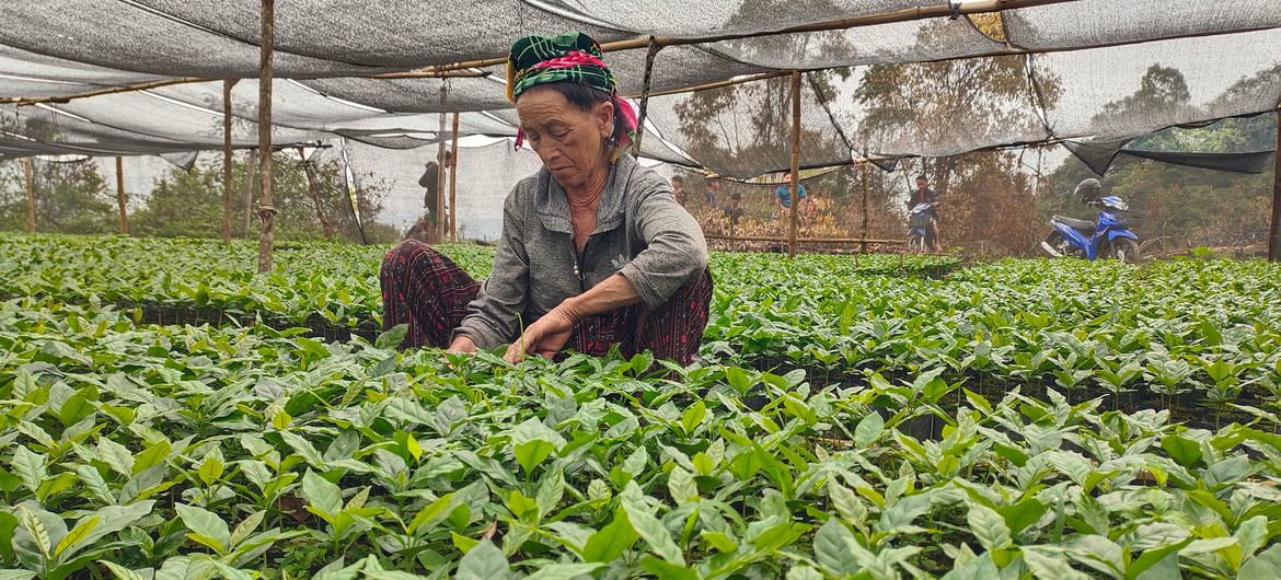 Farmers cultivate an opium-free future for Lao PDR