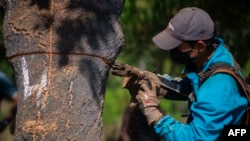 Portugal looks to put new twist on cork industry