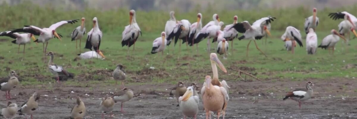 Residents on Kenya’s coast use app to track migratory birds