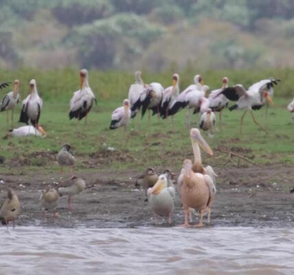 Residents on Kenya’s coast use app to track migratory birds