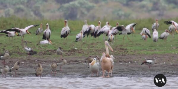 Residents on Kenya’s coast use app to track migratory birds