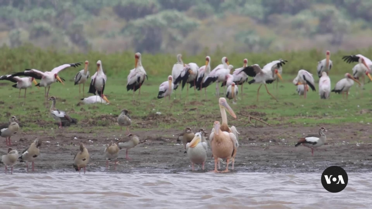 Residents on Kenya’s coast use app to track migratory birds