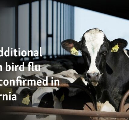 Two additional human bird flu cases confirmed in California